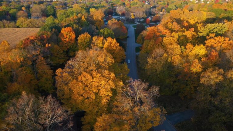 Fall Trees aerial footage